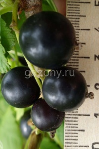 Смородина черная Ribes nigrum "Русалка" : С2/3 | купить