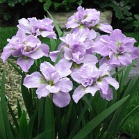 Ирис сибирский Iris sibirica 'Kita-No-Seiza' : С2/3