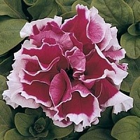 Петуния крупноцветковая махровая (Petunia grandiflora) "Pirouette F1" (Rose) (ячейка 84) | купить
