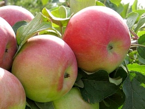 Яблоня плодовая | питомник