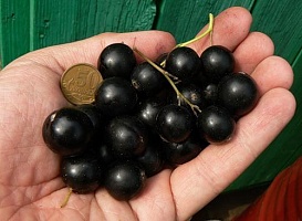 Смородина черная Ribes nigrum "Bagheera" : P9, h=15-25 | купить