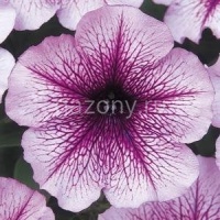 Петуния многоцветковая (Petunia multiflora) "Mirage F1" (lavender) (ячейка 84) | купить