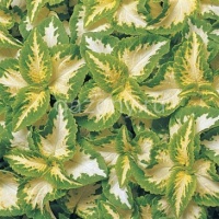 Колеус гибридный (Coleus х hybrida) "Wizard" (jade) (ячейка 6) | купить