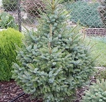 Ель сербская Picea omorika Россия : B, h=100-120
