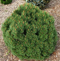 Сосна горная Pinus mugo 'Hnizdo' : С7,5, h=20-30 | купить