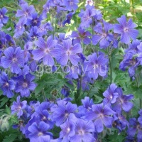 Герань Geranium x hybridum "Blue Blood" : С2/3 | купить