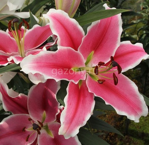 brancusi-oriental-hybrid-lily-bulb-3
