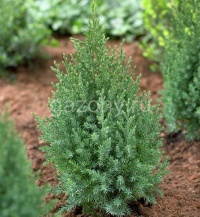 Можжевельник китайский Juniperus chinensis "Stricta" : С7,5, h=40-50 | купить