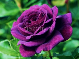 Роза флорибунда Purple Faith "Пурпл Фиант" :C5/7.5 | купить