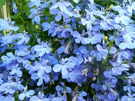 Лобелия ежевидная ампельная (Lobelia erinus) "Regatta" (blue sky) Кашпо 6л | купить
