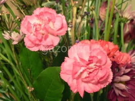 Гвоздика садовая Dianthus plumarius "Super Trоuper Elise" : P9 | купить