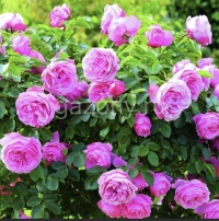 Роза английская Centifolia Muscosa : C5 | купить
