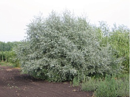 Ива белая серебристая Salix alba "Argentea" : Р9, h=20-40