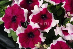 Петуния крупноцветковая (Petunia grandiflora) "Limbo GP F1" (burgundy picotee) (ячейка 6) | купить