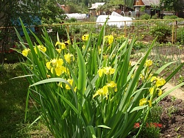 Ирис болотный "Iris pseudacorus" : С5 | купить