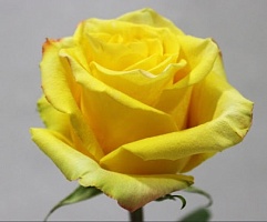 Роза чайно-гибридная Yellow Magic "Еллоу Меджик" : С5 | купить