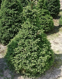 Ель обыкновенная Picea abies ("Wills Zwerg") : С7,5, h=15-20
