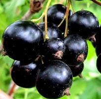 Смородина черная Ribes nigrum "Nick" : (Ком+сетка) | купить
