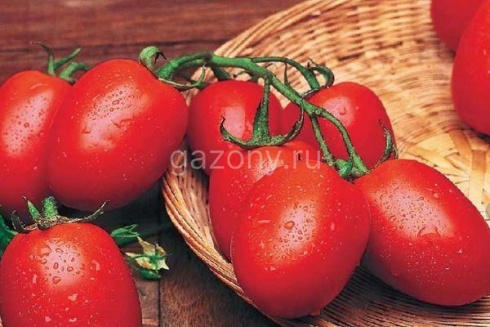 tomat-trans-rio3