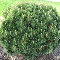 Сосна горная Pinus mugo "Gnom" : C5, h=40-60 | купить