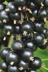 Смородина черная Ribes nigrum "Поклон Борисовой" : С2/3 | купить