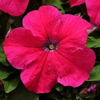 Петуния крупноцветковая(генетически компактная)(Petunia grandiflora)Ez Rider F1(deep pink)(ячейка84)