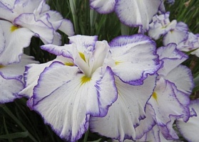 Ирис мечевидный Iris ensata "Light at Down" : С2/3