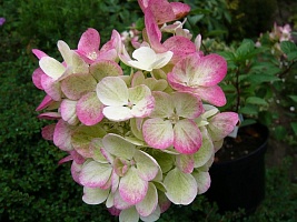 Гортензия метельчатая Hydrangea paniculata "Pink Diamond" : С5/7.5 h=40-50