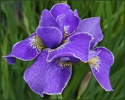 Ирис сибирский Iris sibirica "Ever Again" : С2/3