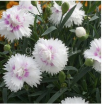 Гвоздика садовая Dianthus plumarius "White + Eye" : P9 | купить