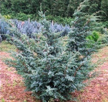 Можжевельник чешуйчатый Juniperus squamata 'Blue Swede' : C7,5, h=40-50 | купить