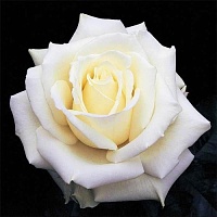 Роза чайно-гибридная Tineke "Тинеке" : С5 | купить