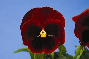 Виола Виттрока (Viola wittrockiana) "Colossus F1" (Red whith bloth) (ячейка 6) | купить