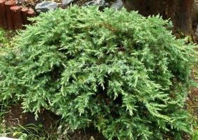 Можжевельник прибрежный Juniperus conferta "Schlager" : C7,5, h=20-30 | купить