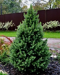 Ель канадская Picea glauca "Conica" : С15, h=80-100 | купить