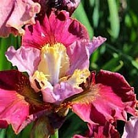 Ирис сибирский Iris sibirica "Cherry Fling" : С2/3
