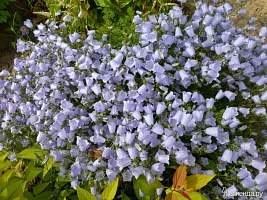 Колокольчик ложечницелистный (Campanula cohleariifolia) "Alpine" Breeze blue : P9 | купить