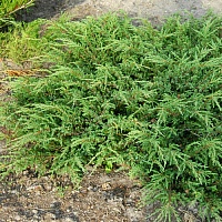 Можжевельник обыкновенный Juniperus communis "Repanda" : P11, h=10-15