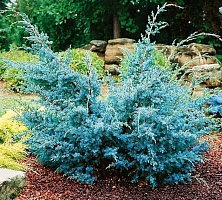 Можжевельник китайский Juniperus chinensis 'Blue Alps' : C3, h=30-40 | купить