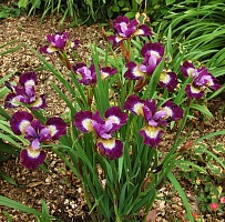 Ирис сибирский Iris sibirica 'Contrast in Styles' : С2/3