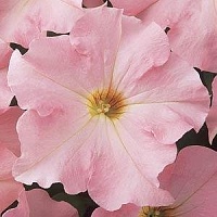 Петуния крупноцветковая (Petunia grandiflora) "DREAMS F1" (Эплблоссом) (ячейка 6) | купить