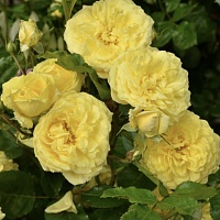 Роза на штамбе Rosa `Anny Duperey` : C10, St=90 | купить