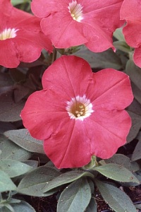 Петуния многоцветковая (Petunia multiflora) "Lambada"(Skarlet) (ячейка 84) | купить