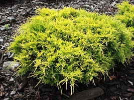 Можжевельник Пфитцера/средний Juniperus pfitzeriana "Gold Star" : P11, h=30-40