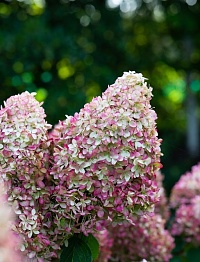 Гортензия метельчатая Hydrangea paniculata `Royal Flower` : C35, h=30-50 | купить