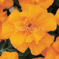 Бархатцы отклоненные (Tagetes patula) "Durango" (orange) (ячейка 6) | купить