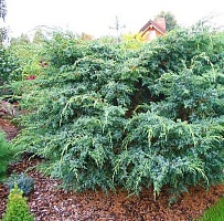 Можжевельник чешуйчатый Juniperus squamata "Meyeri" : C2, h=25-30 | купить