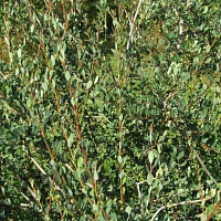 Ива Коха Salix kochiana : P9, h=20-40