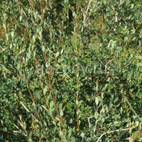 Ива Коха Salix kochiana : P9, h=20-40 | купить