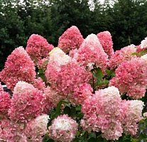 Гортензия метельчатая Hydrangea paniculata "Raspberry Pink" : C15, h=30-50 | купить